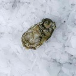 Hammersley Oysters (Wholesale)