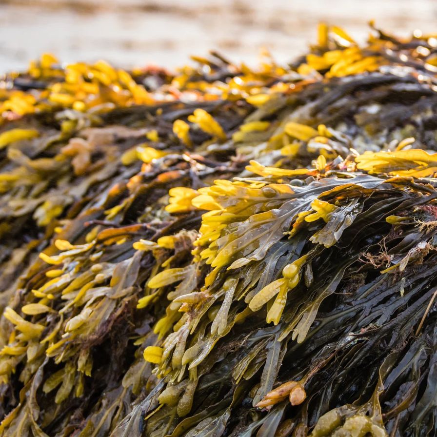 Rockweed