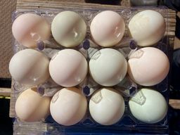 Duck Eggs 