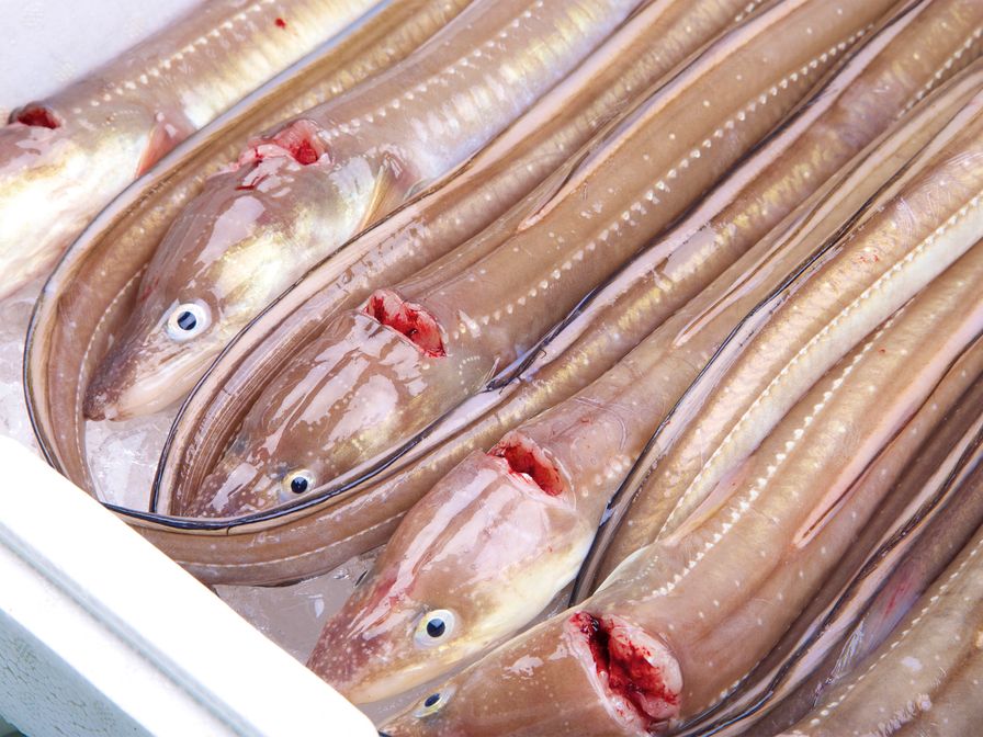 ANAGO JAPAN 300G