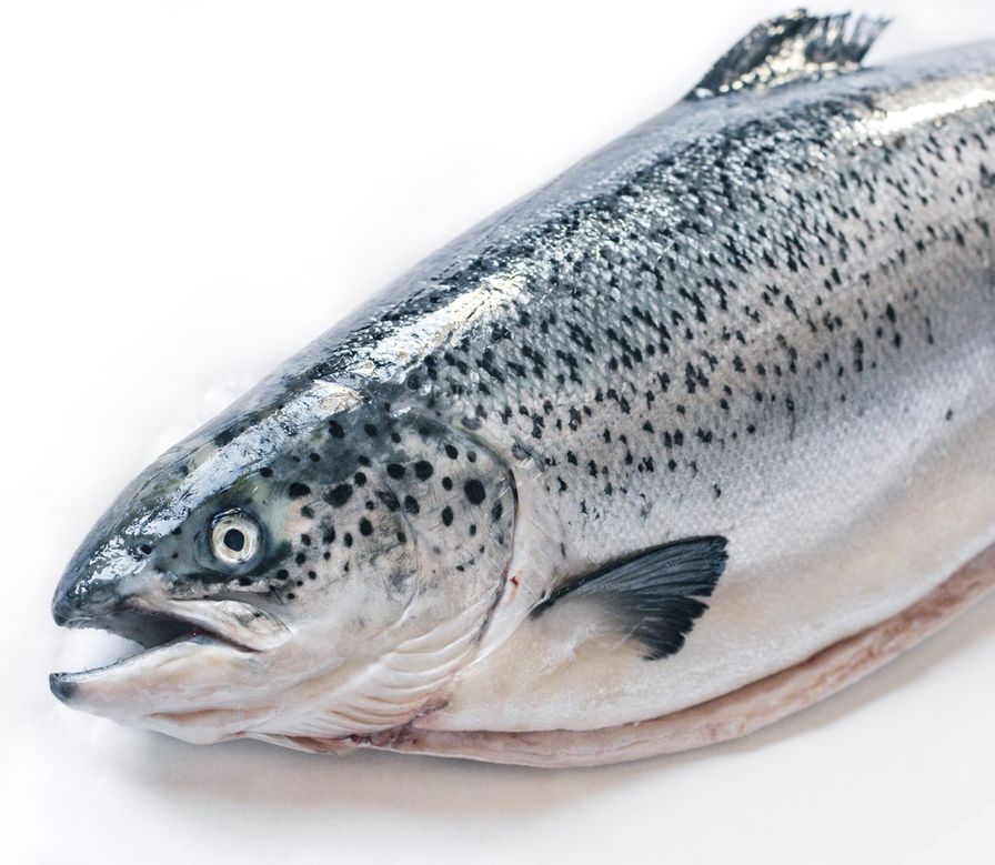 Salmon - Atlantic Canadian Whole Fresh (12-14 Lbs)