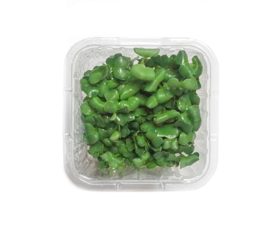 Radish Sprouts - Kaiware Daikon (≈50gm) 