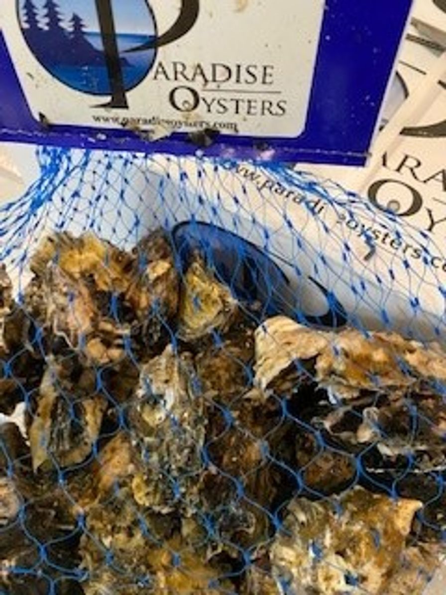 Oyster Paradise