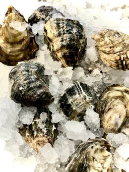 Live Kusshi Oysters 