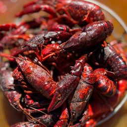 Live Crawfish