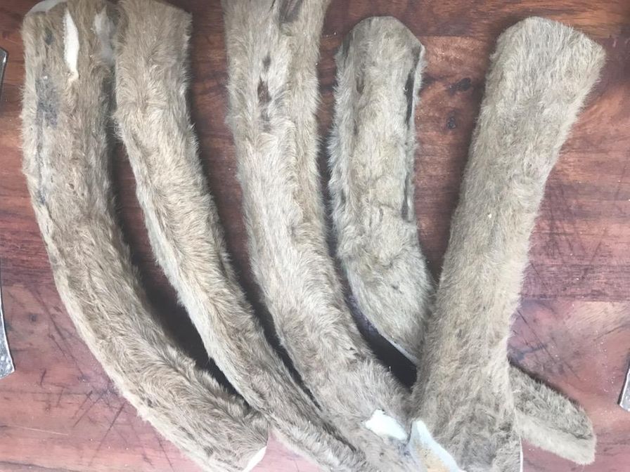 Elk Antler whole with velvet