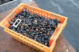 Little Neck Clams