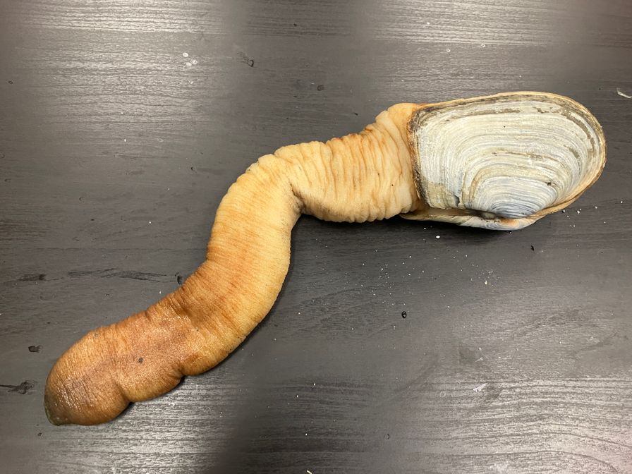 Geoduck Clam Mirugai (Washington State)