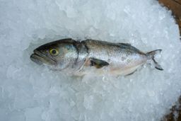 Bluefish