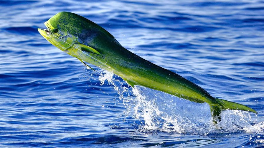 Mahi Mahi Fillet