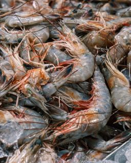 Jumbo Head-On Mayport Shrimp (13-15 per lb)