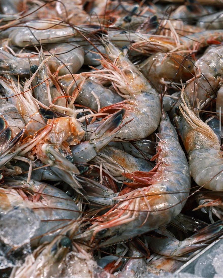 Jumbo Head-On Mayport Shrimp (13-15 per lb)