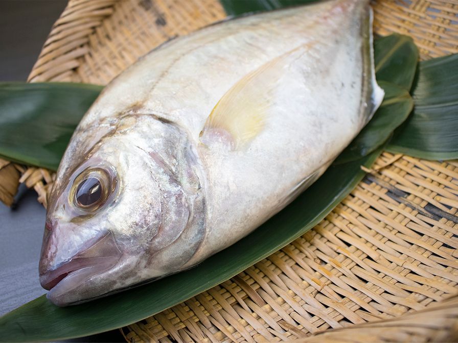 KAIWARI (HIRA-AJI) JAPAN