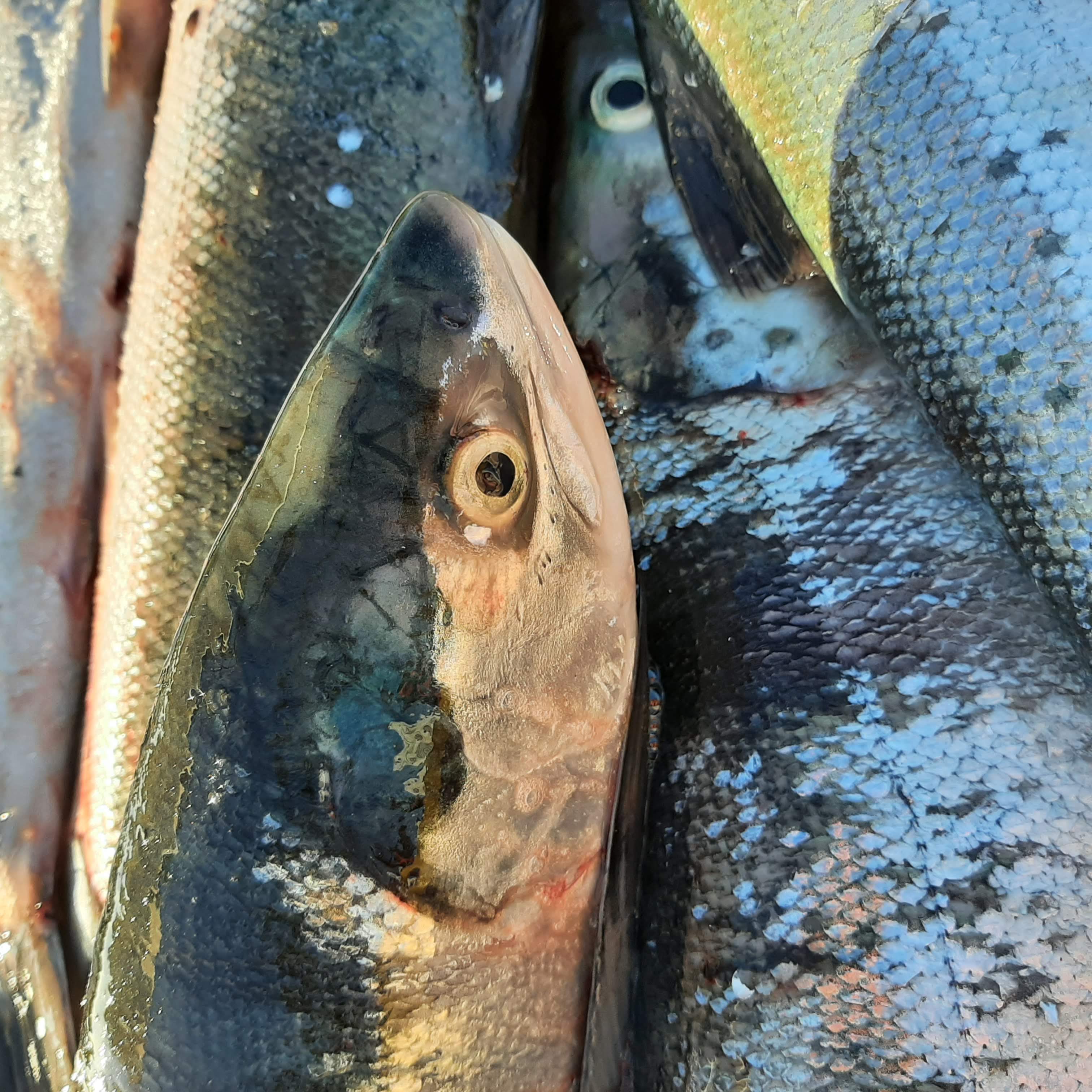 Eat Canadian Seafood  Sockeye Salmon portions - BC WILD