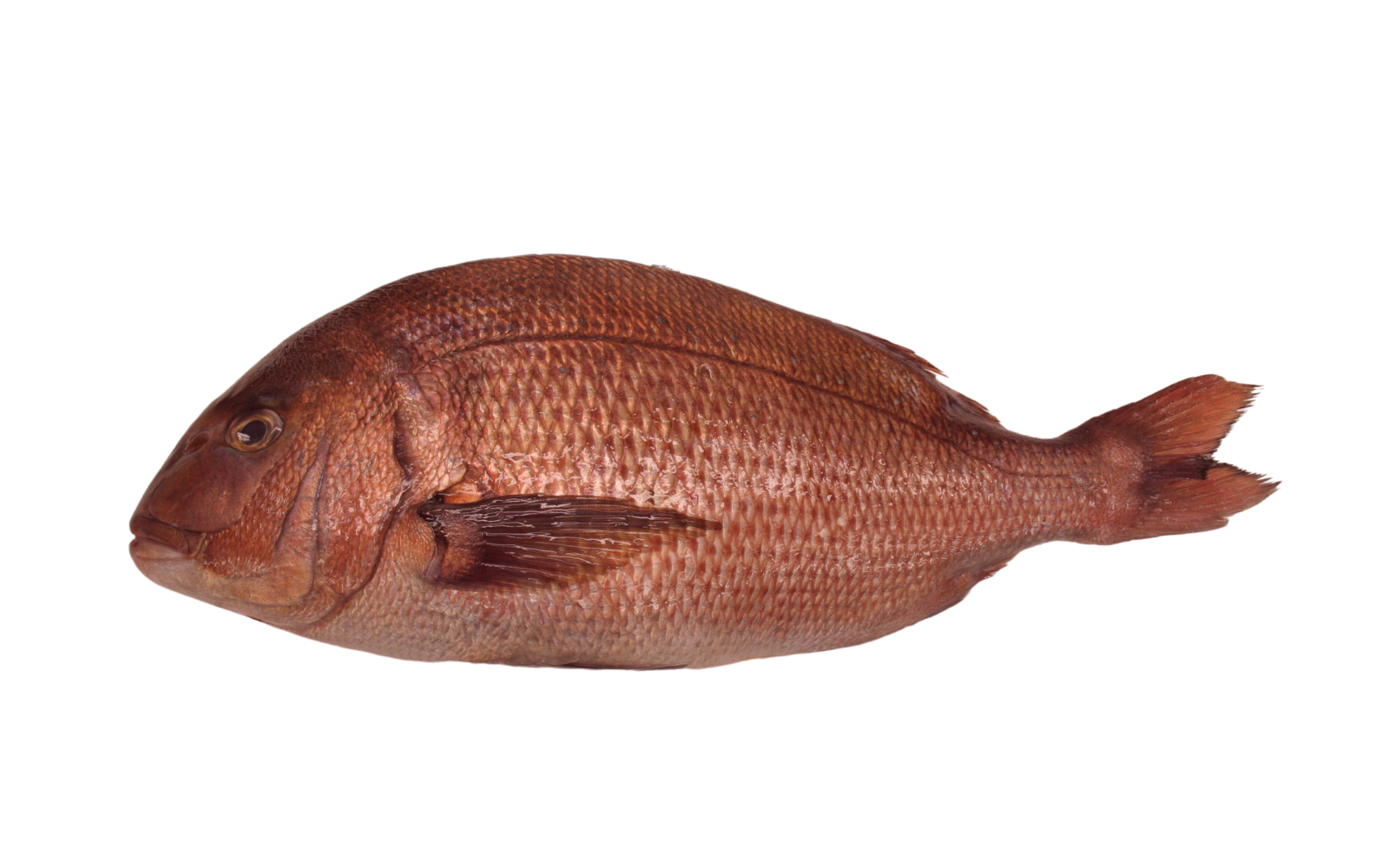 Tai (red snapper)