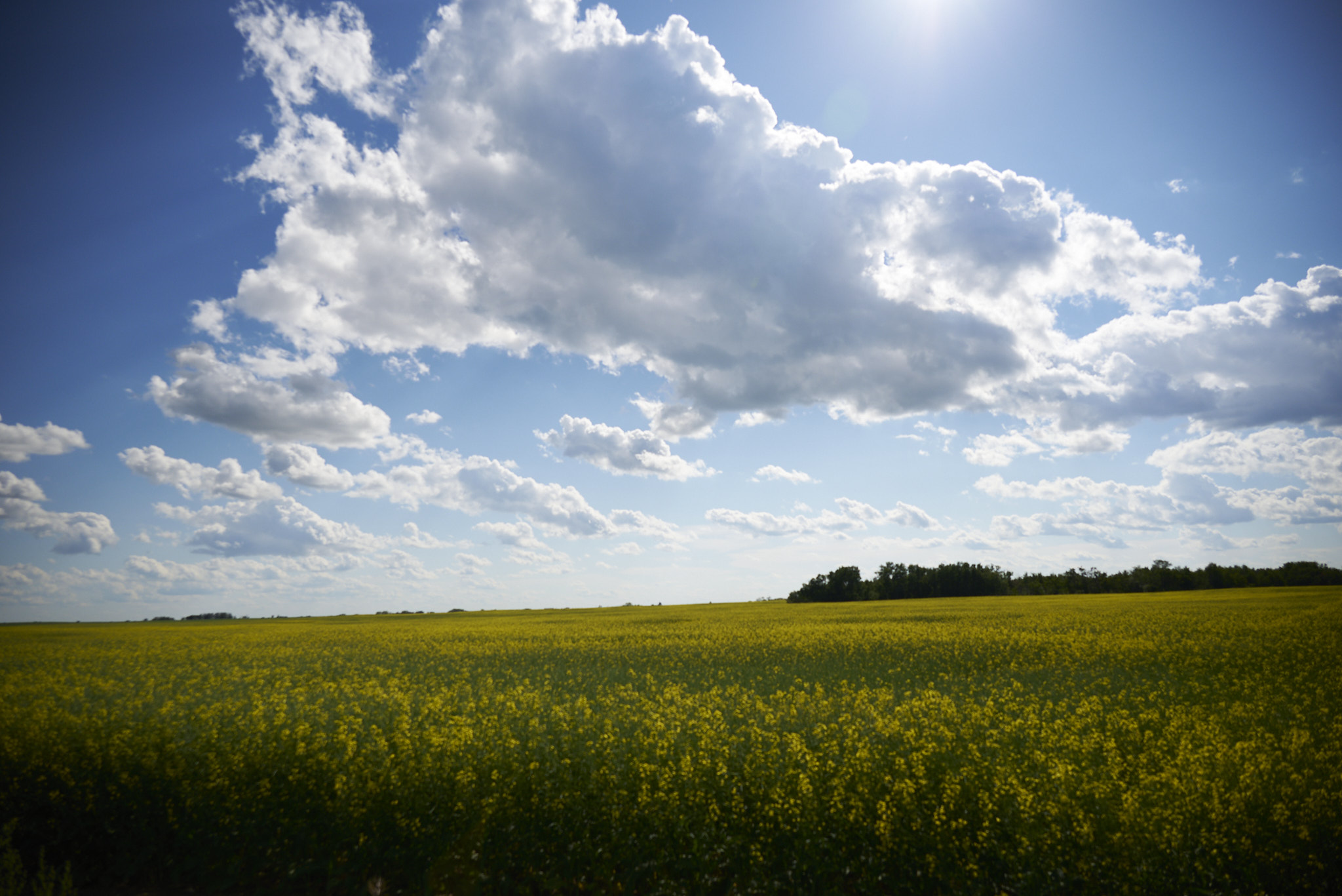 The canola fields of Alberta, Canada