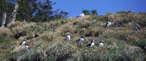 Newfoundland - Come Home Year 2022