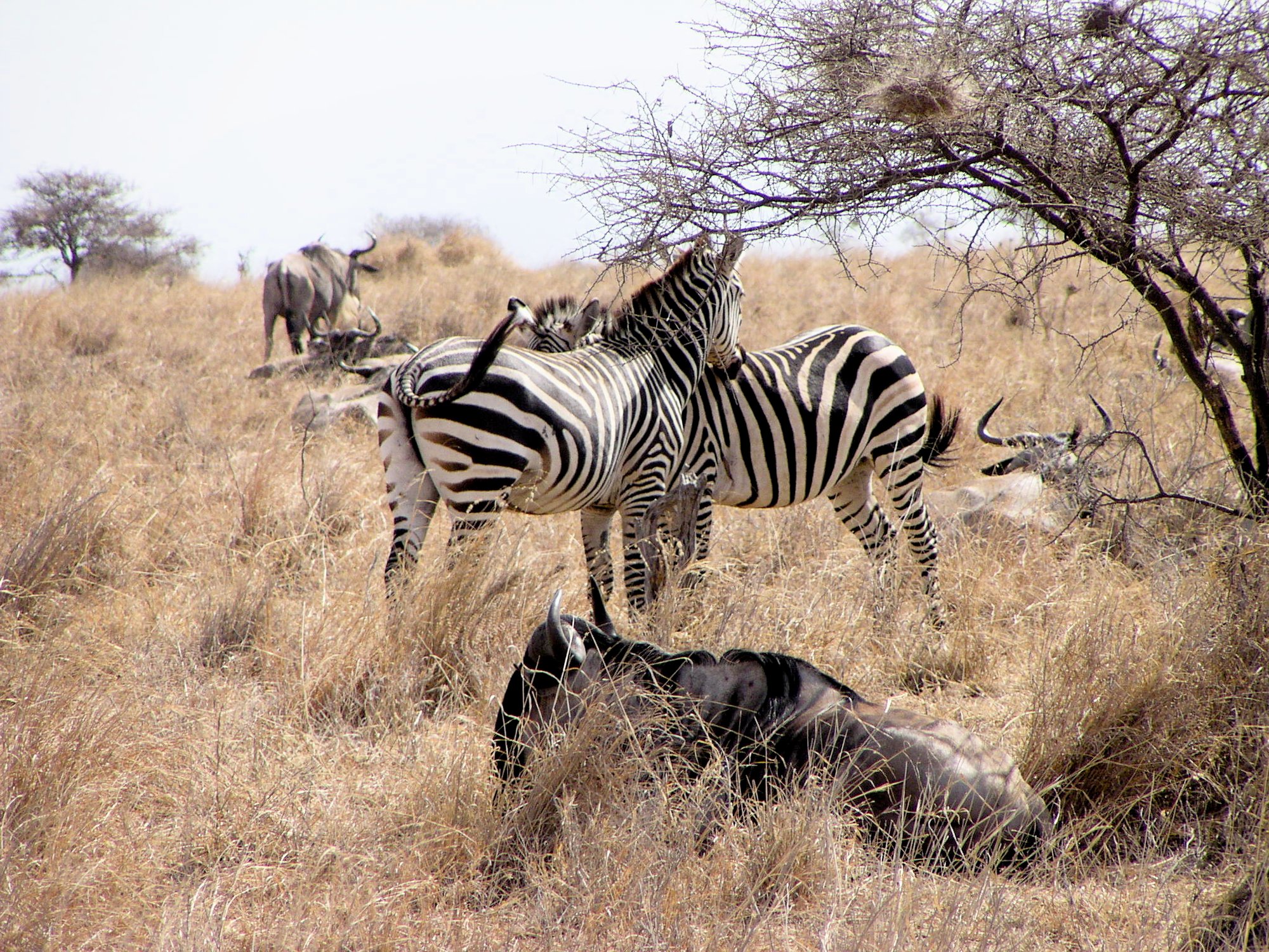 Safari in Tanzania and Zanzibar, 2003