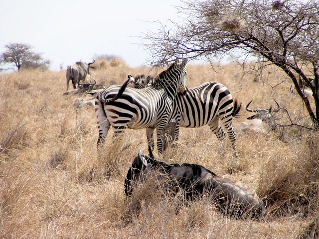 Safari in Tanzania and Zanzibar, 2003