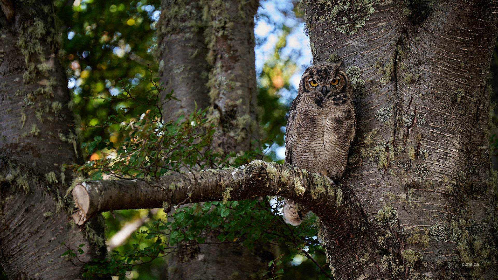 Horned Owl, Chile