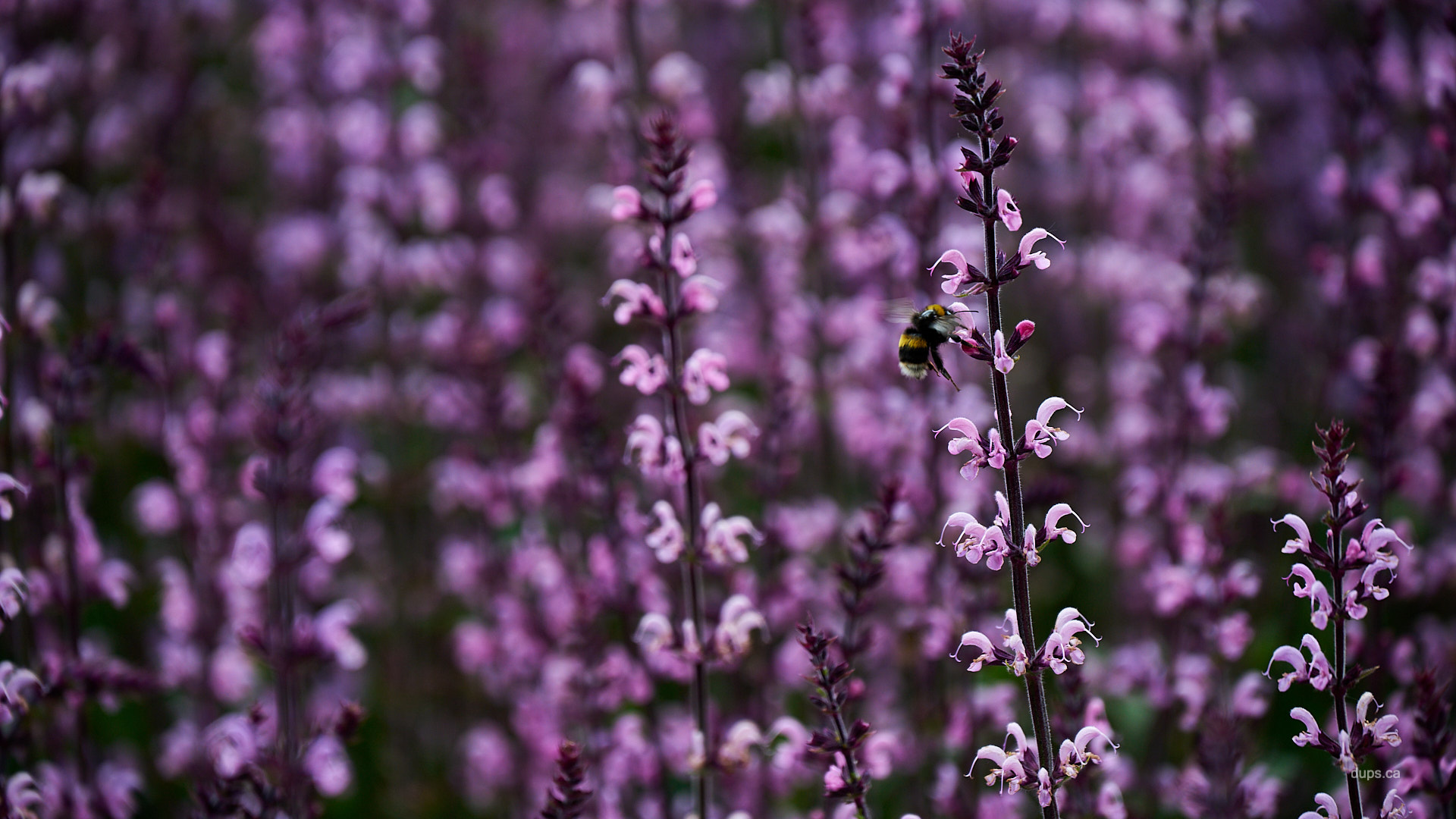 Busy Bee, Kew Gardens, UK