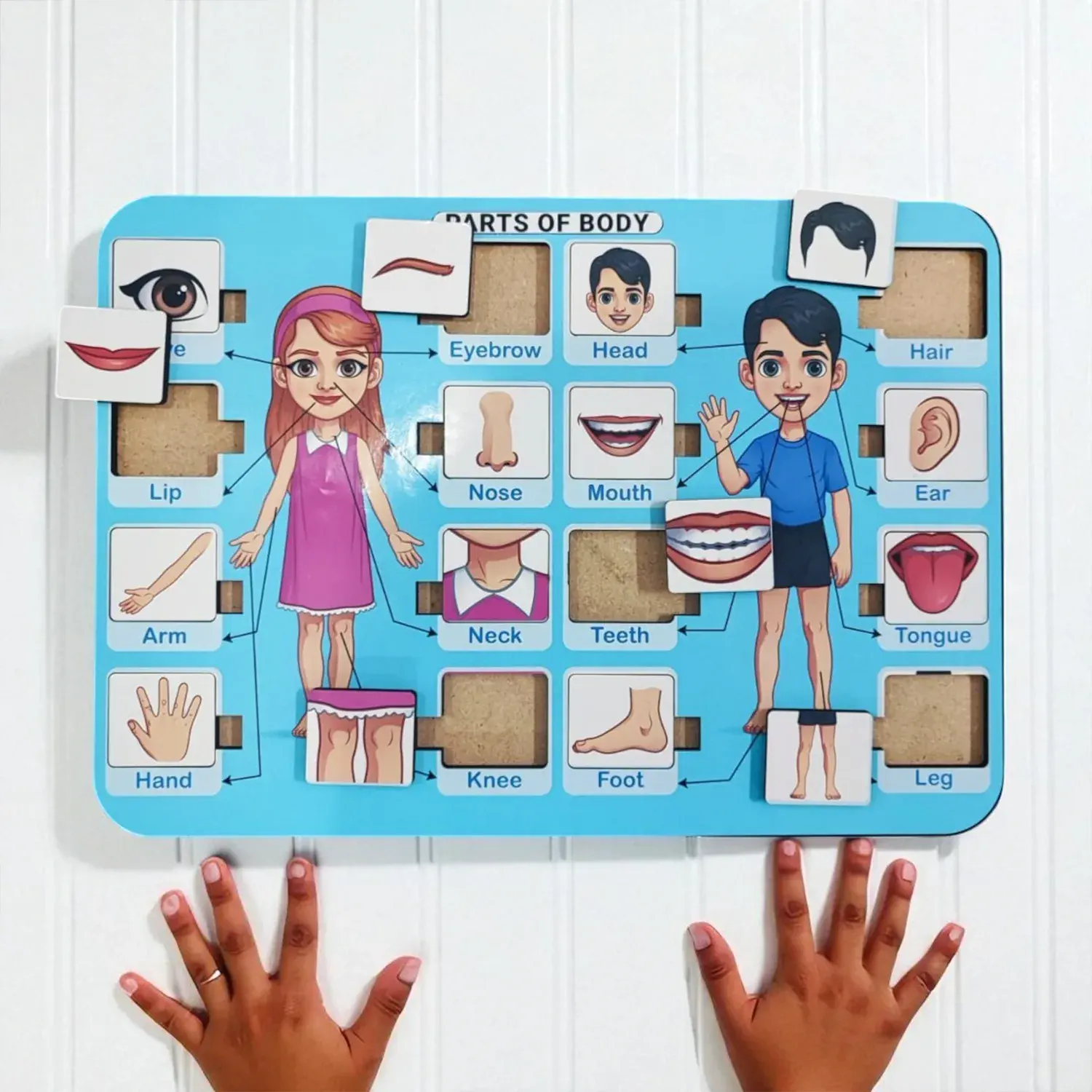 DVMART® Kid's Human Body Part Puzzle for School, Home, Learning | Body Part Theme