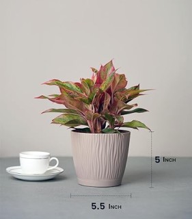 Set of 3 Mocha Self Watering Indoor Pots with Tray Low Maintenance Flowers for Home & Balcony Decor (Plant or Metal Stand Not Included 5.5 Inch Wide*5 Inch High) thumbnail 3