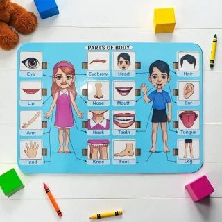 DVMART® Kid's Human Body Part Puzzle for School, Home, Learning | Body Part Theme thumbnail 2