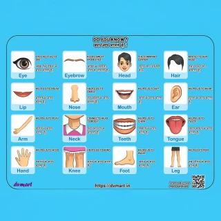 DVMART® Kid's Human Body Part Puzzle for School, Home, Learning | Body Part Theme thumbnail 4