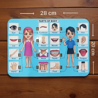 DVMART® Kid's Human Body Part Puzzle for School, Home, Learning | Body Part Theme thumbnail 5
