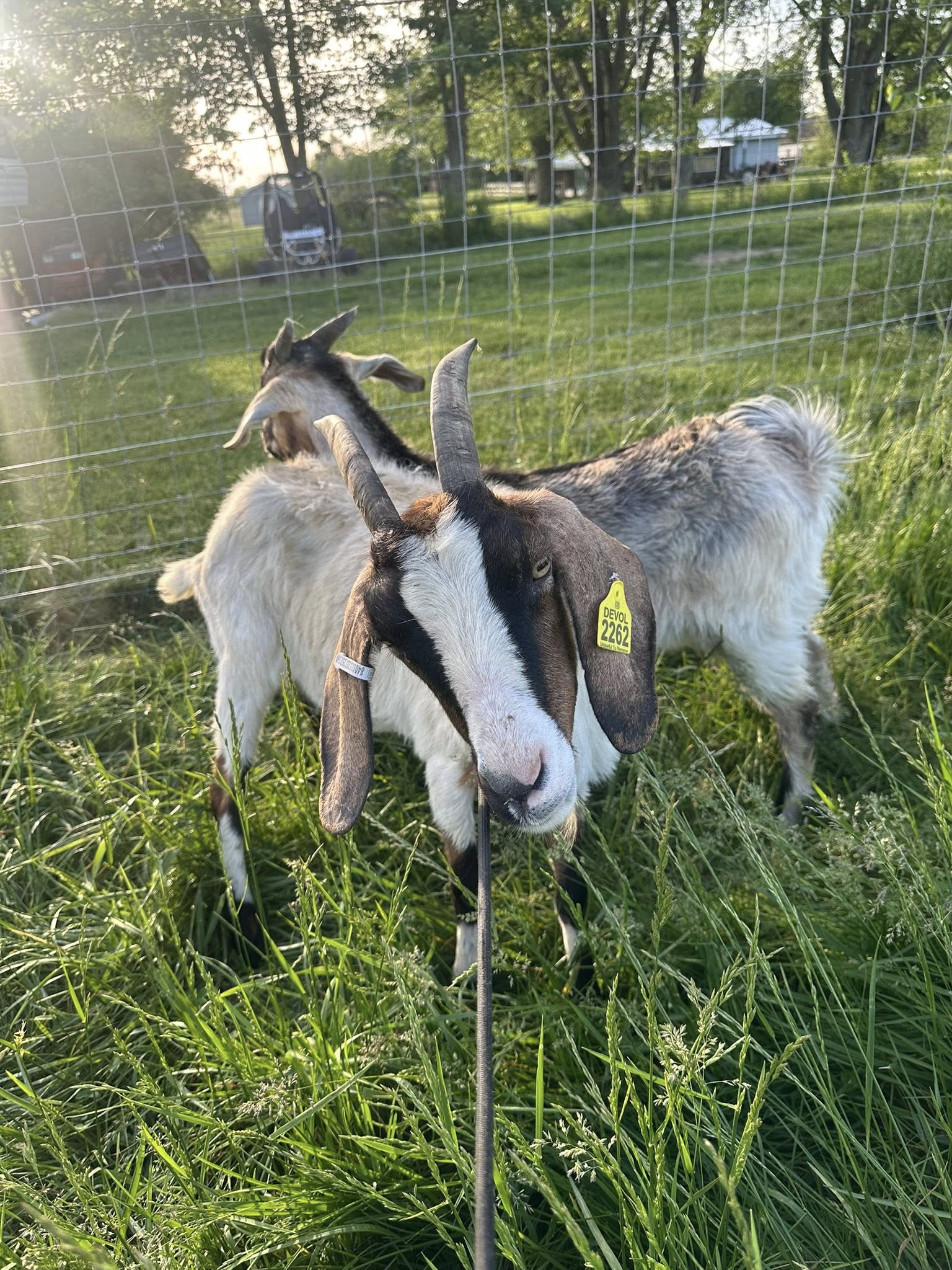 Goats on a farm