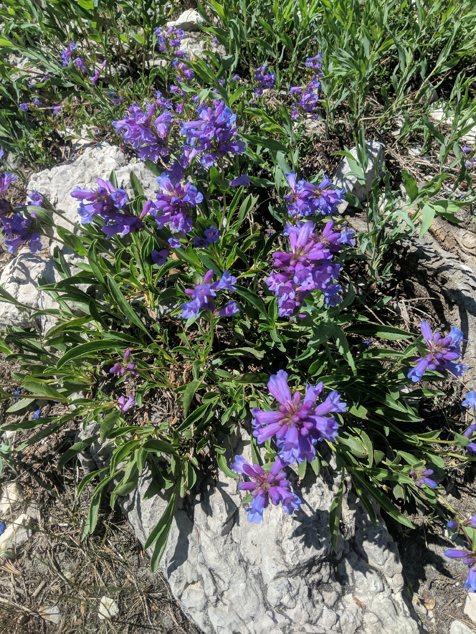 Bear river range beardtongue (Penstemon compactus)