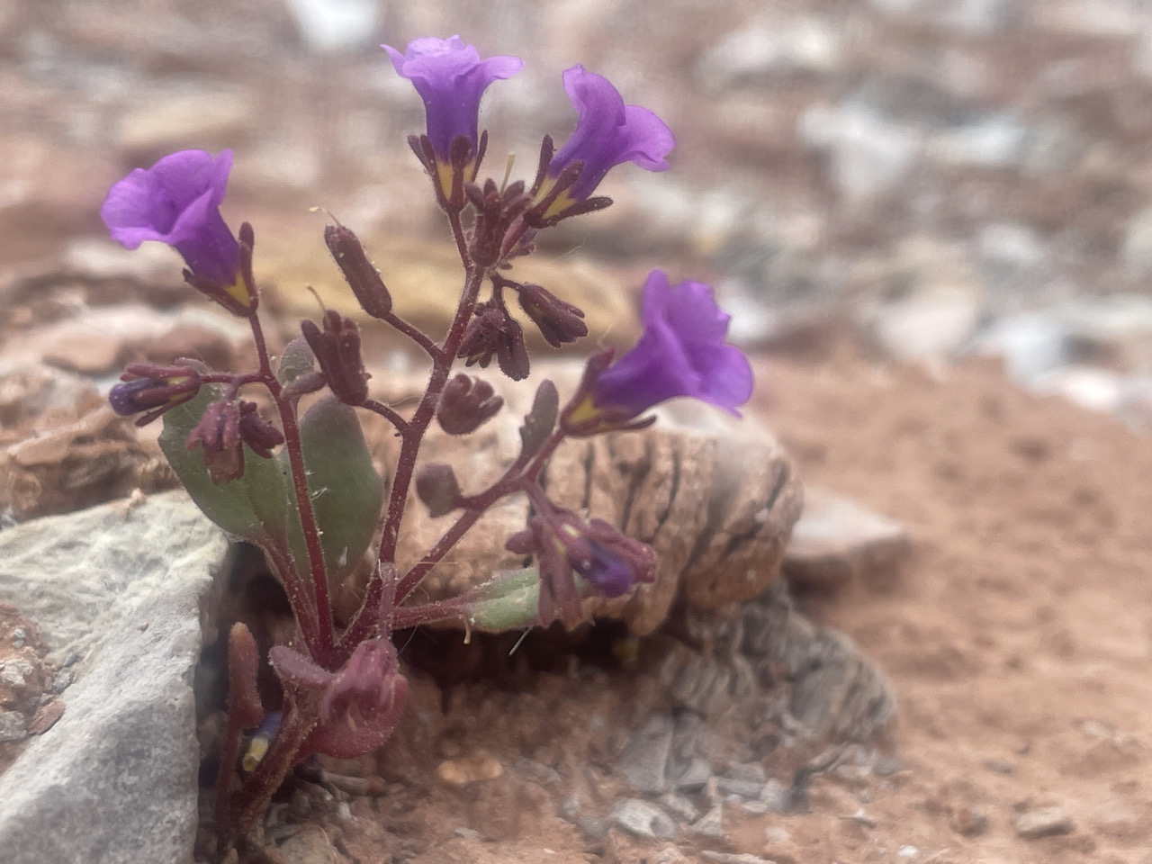 Atwood's pretty (Phacelia pulchella var. atwoodii)