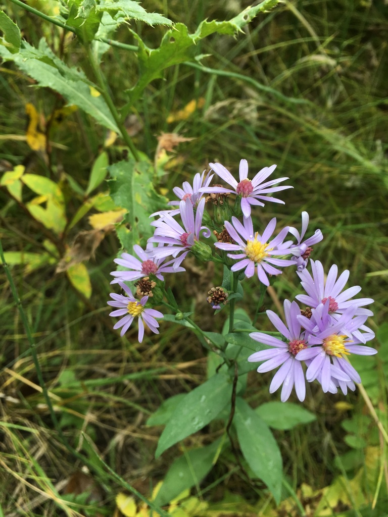 Geyer's aster (Symphyotrichum laeve var. geyeri)