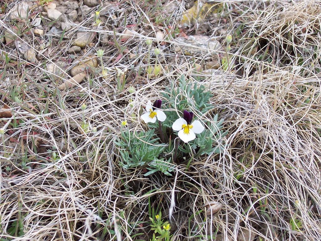 Beckwith violet (bird-foot violet) (Viola beckwithii)