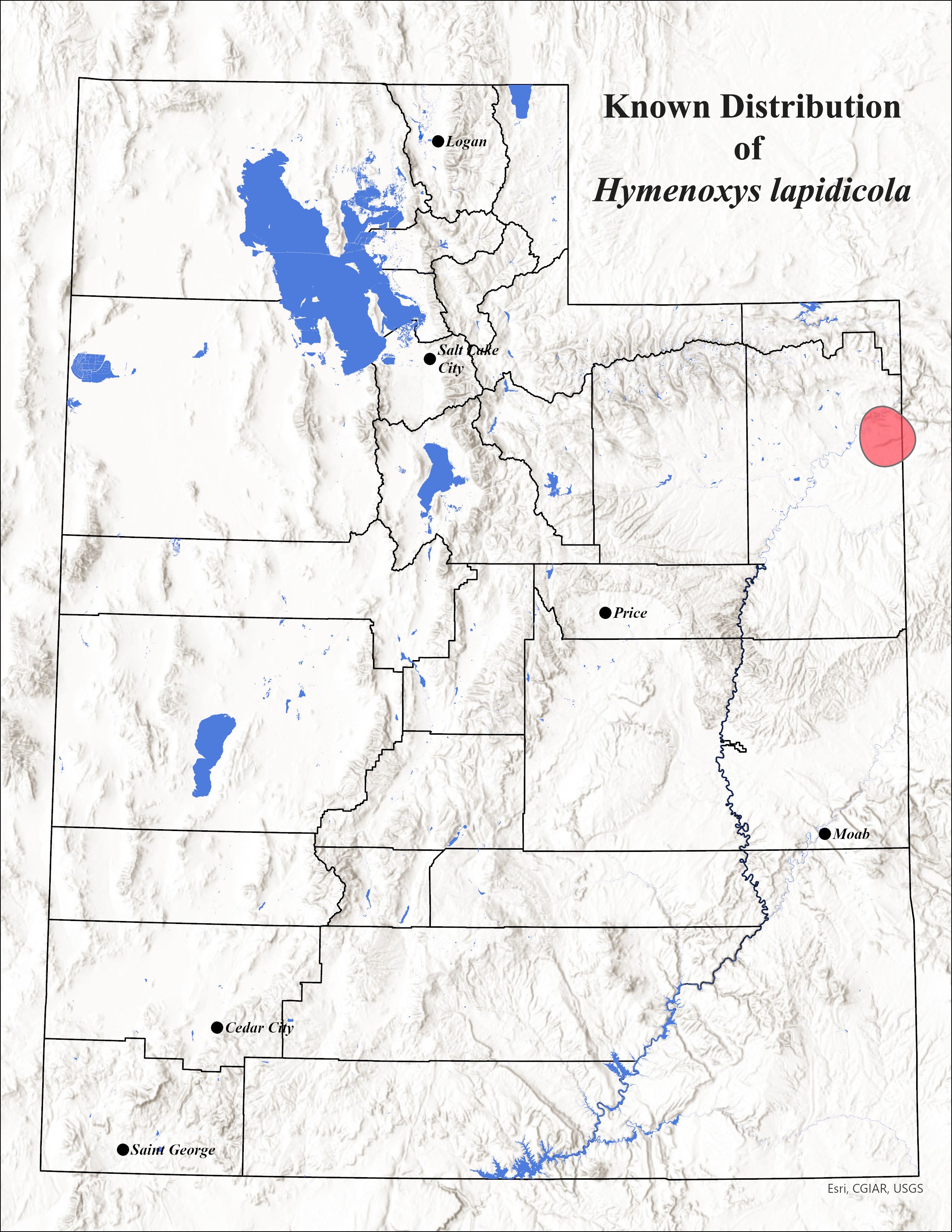 Rock hymenoxys (Hymenoxys lapidicola)