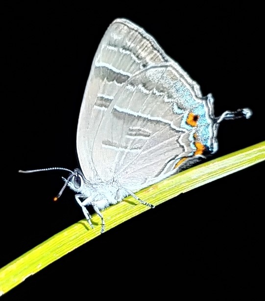 Colorado hairstreak (Hypaurotis crysalus)