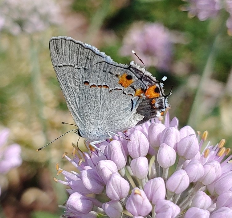 Gray hairstreak (Strymon melinus)
