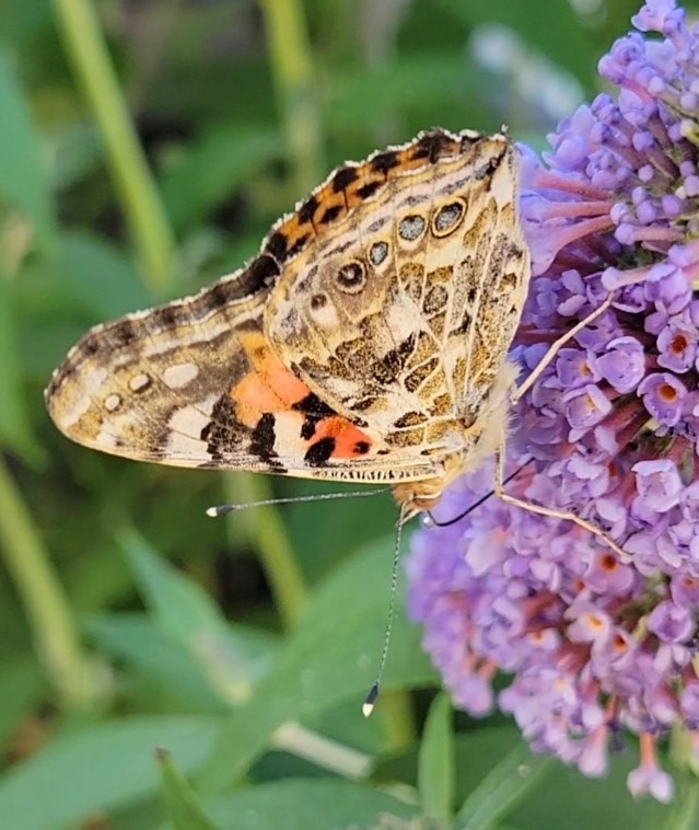  (Vanessa cardui)