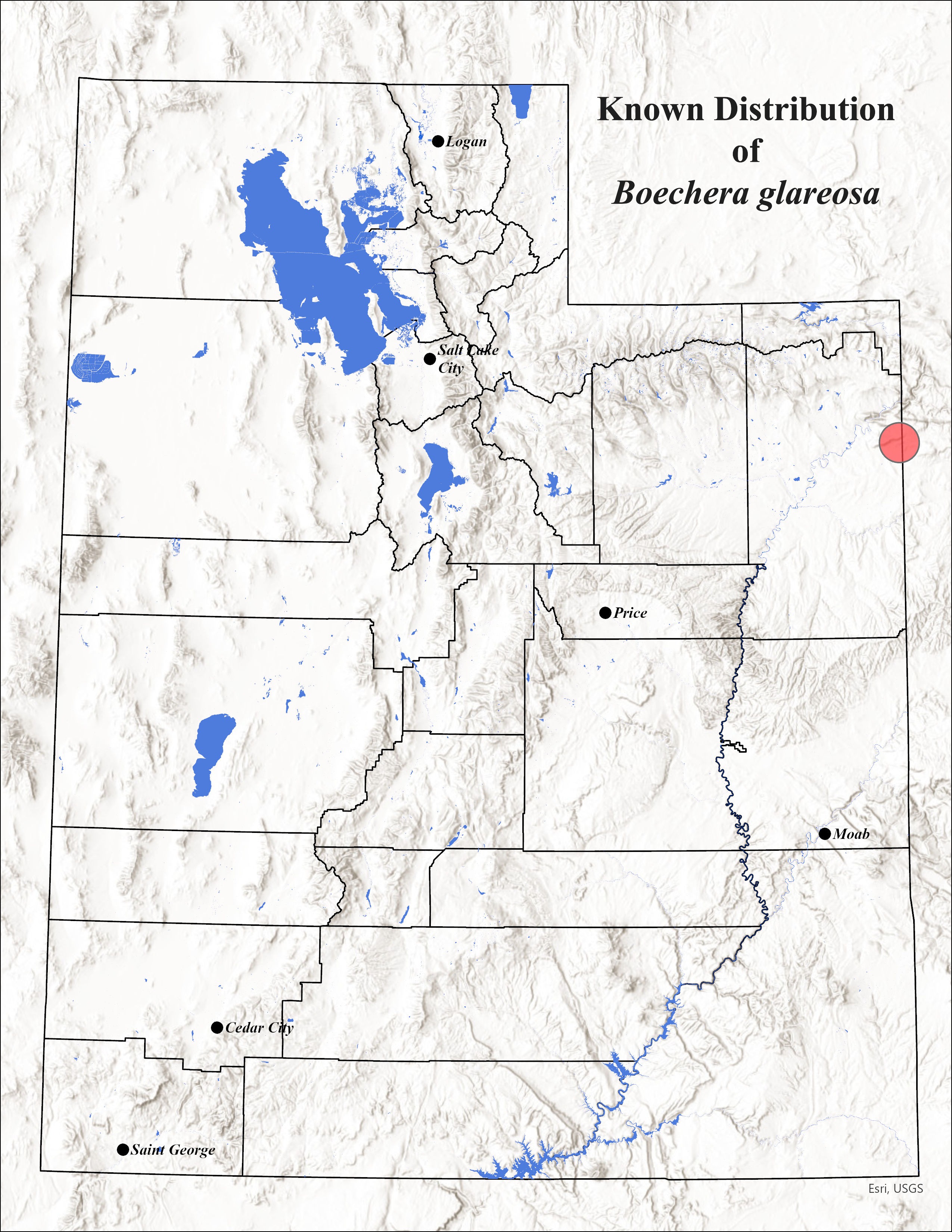 Snowbasin rockcress (Boechera glareosa)