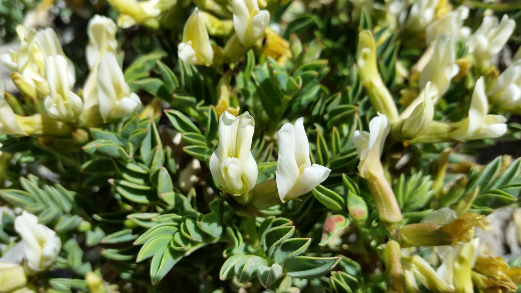 Cisco milkvetch (Astragalus sabulosus)