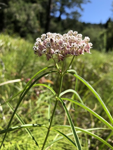 Narrow-leaf milkweed (Asclepias fascicularis)