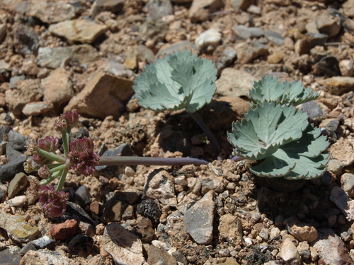 Intermountain wavewing (Cymopterus basalticus)