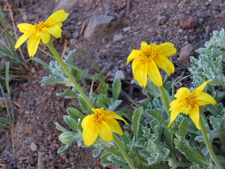 Wooly eriophyllum (Eriophyllum lanatum var. integrifolium)