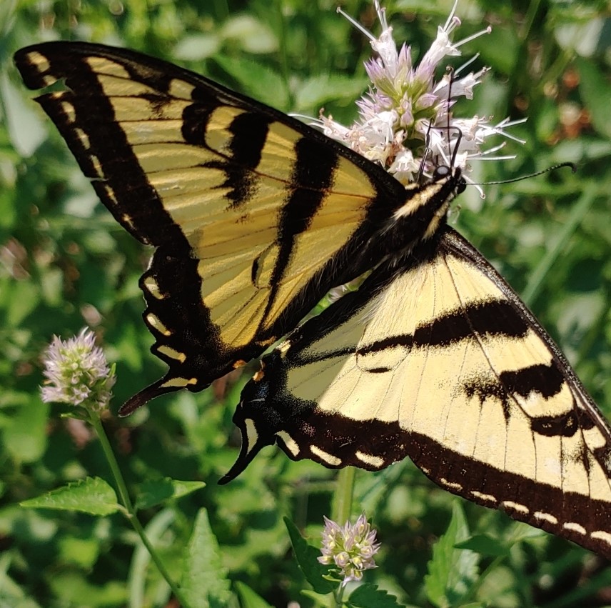 Western tiger swallowtail (Papilio rutulus)