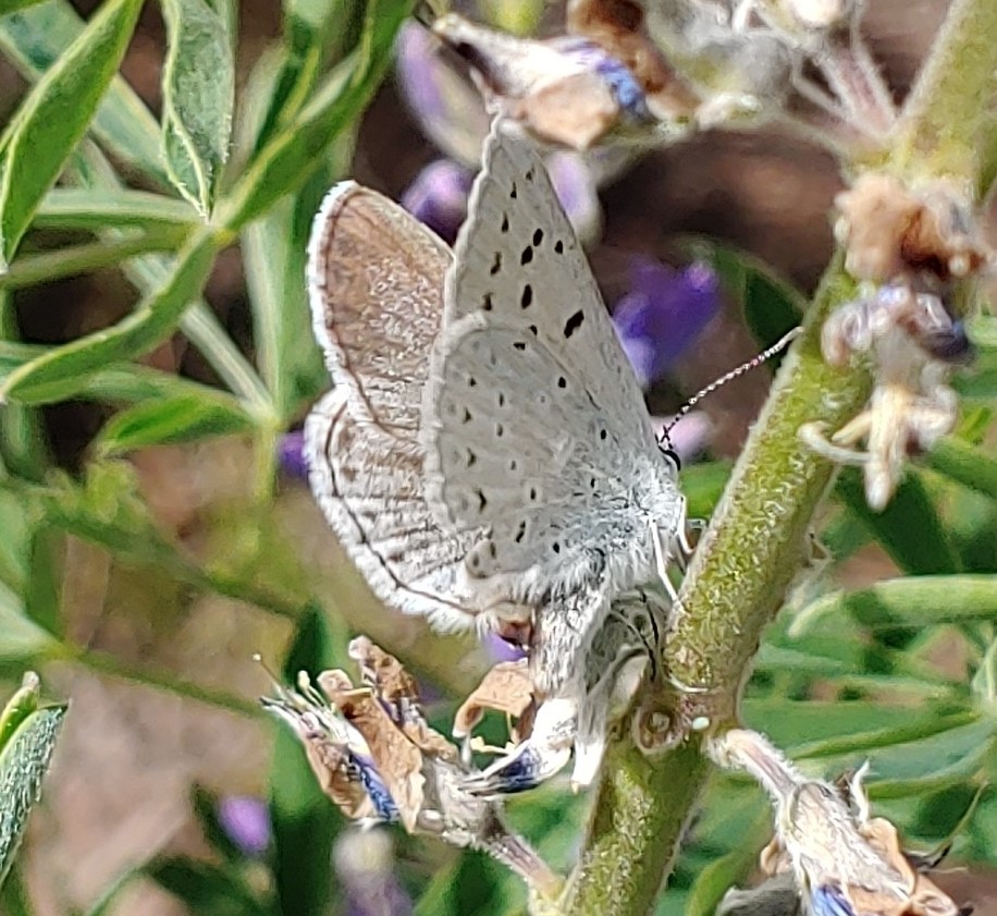 Icarioides blue (Icaricia icarioides)