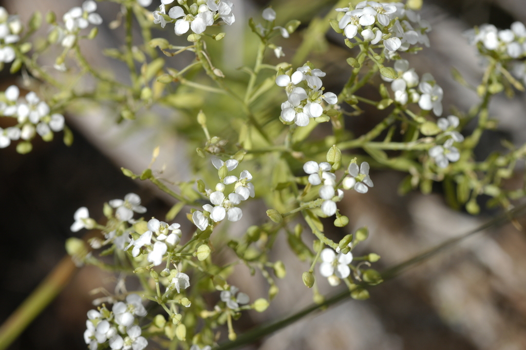 Huber's pepperplant (Lepidium huberi)
