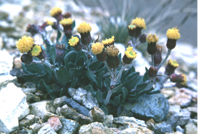 Beaver mountain groundsel (Packera castoreus)