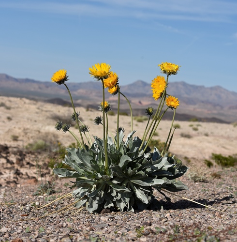 Silver-leaf sunray (Enceliopsis argophylla)