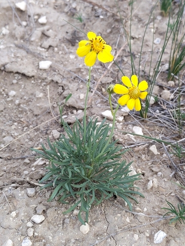 Border goldthread (Thelesperma subnudum)